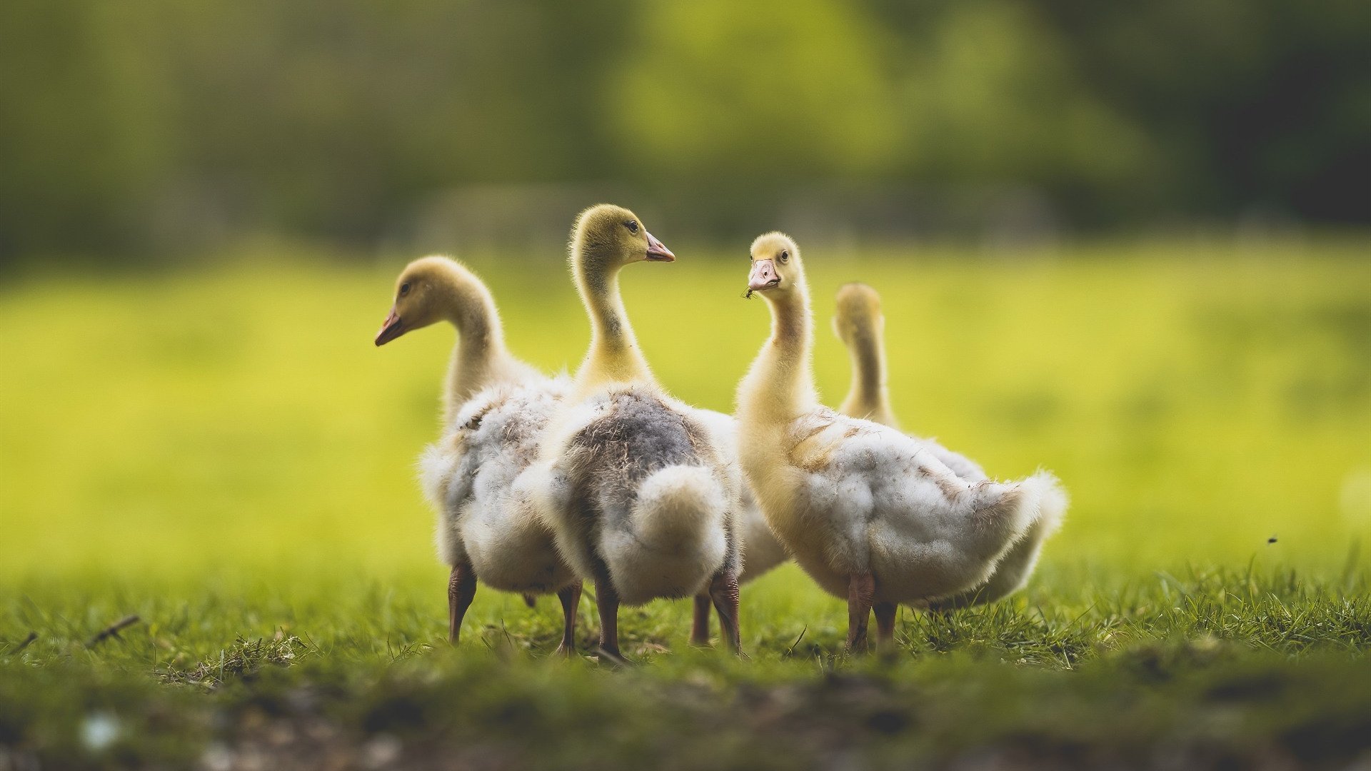 范戴克头槌定乾坤，新西兰掀翻牙买加，书写足球小国新篇章