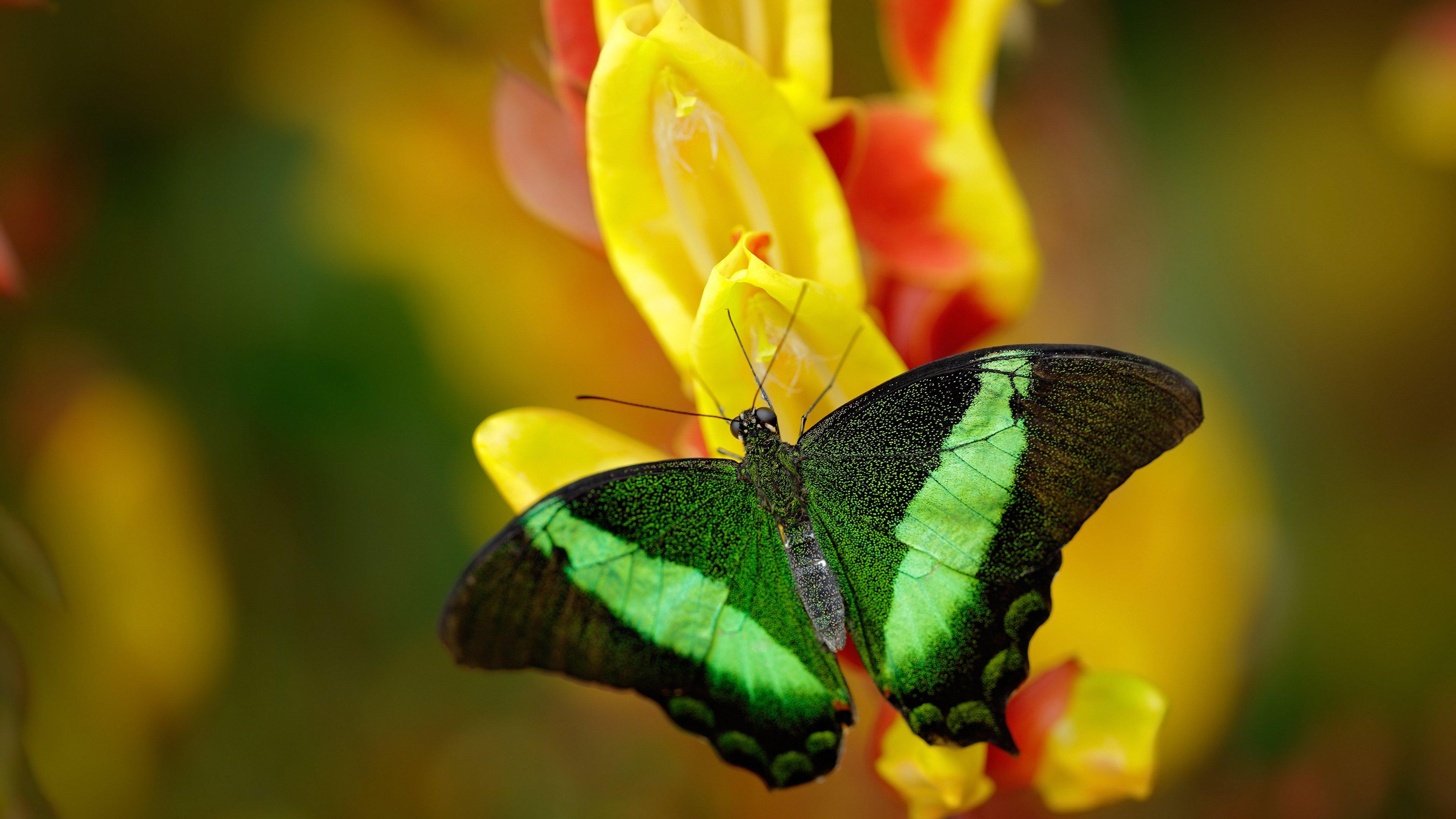 南美风暴席卷非洲雄鹰，迪马利亚关键一剑，巴拉圭战术完封加纳